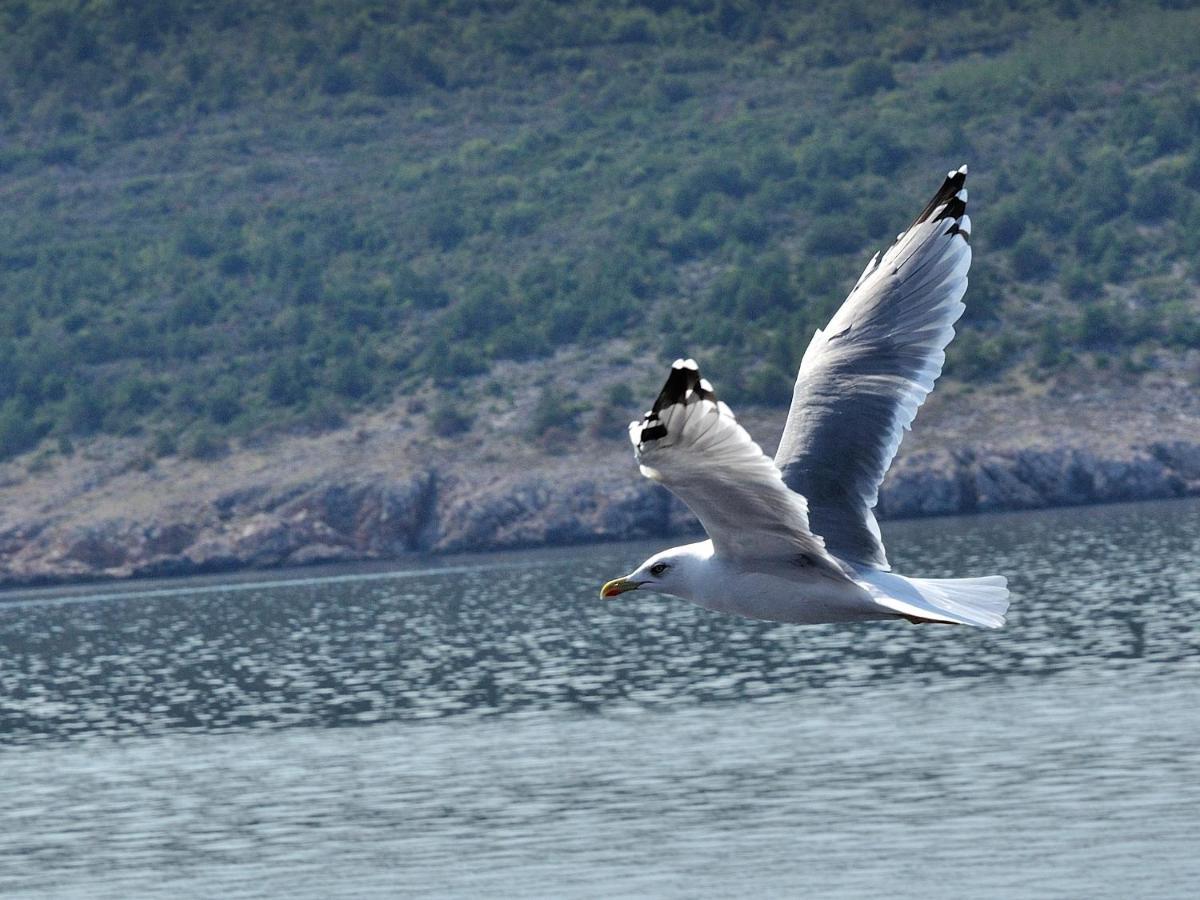 Apartmán Paril Crikvenica Exteriér fotografie